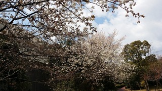 20190331_113437.jpg