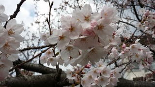 20190331_115012.jpg